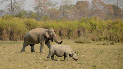 Safari in India