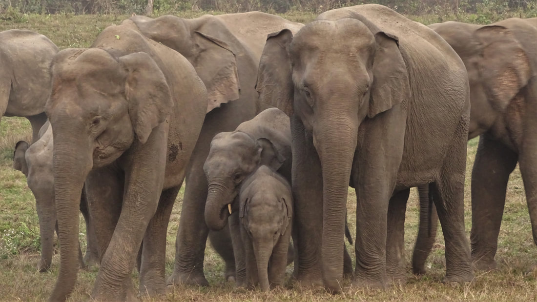 Groep olifanten in Manas N.P.