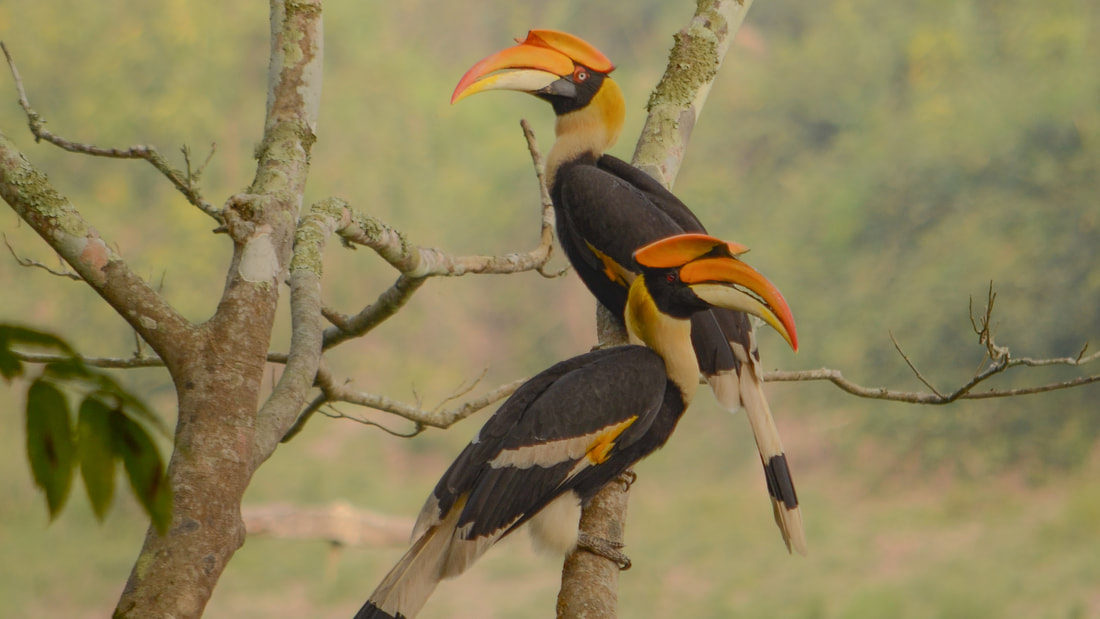 Neushoornvogels in Kaziranga National Park