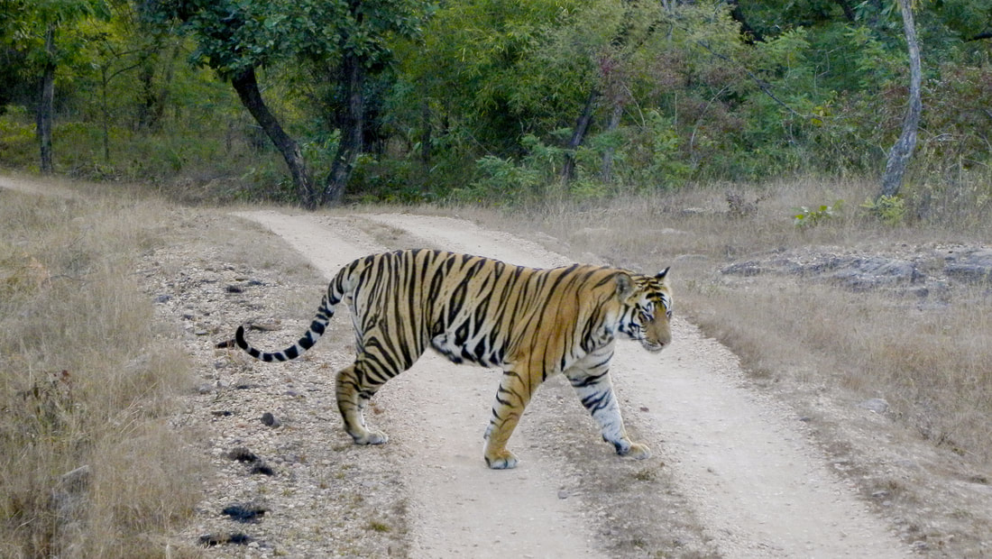 Tijger safari in Bandhavgarh National Park
